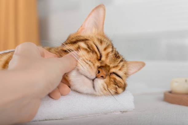 Owner petting a cat