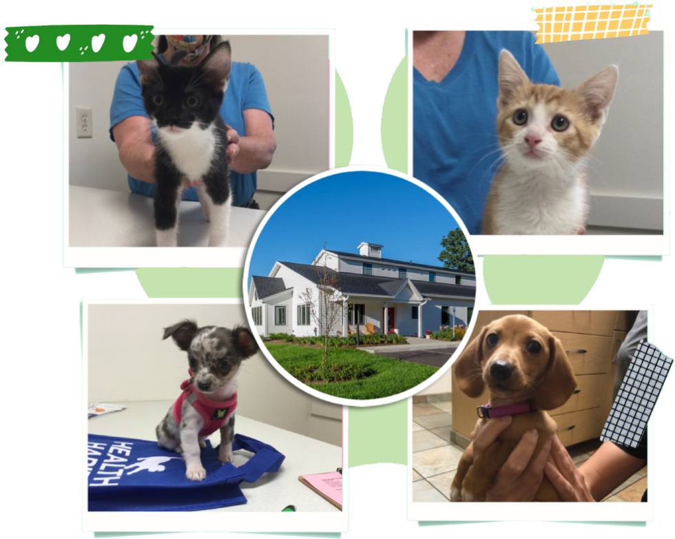 Best Veterinary Hospital In Colchester, VT Petit Brook VC
