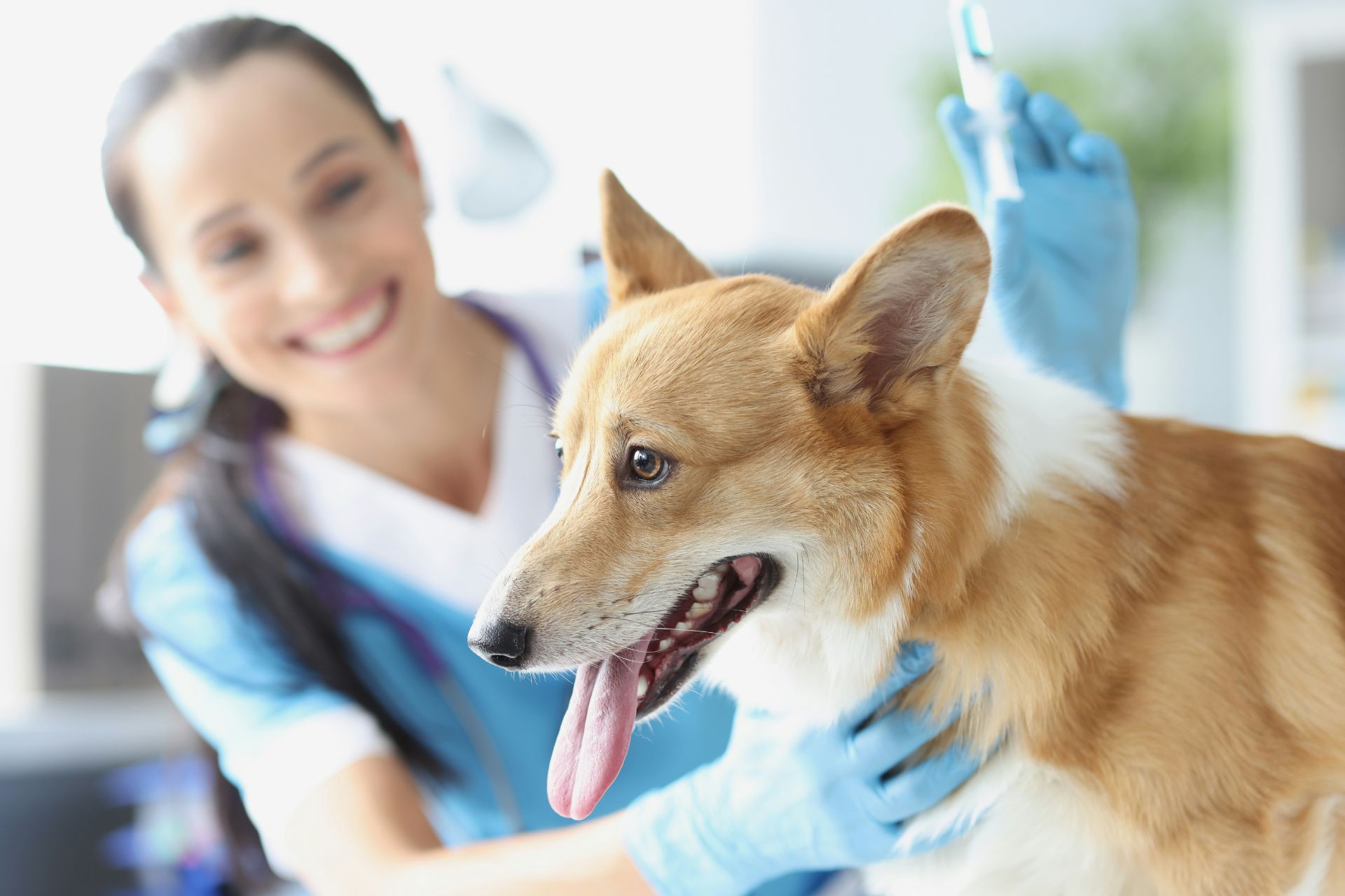 Pet Dental Care