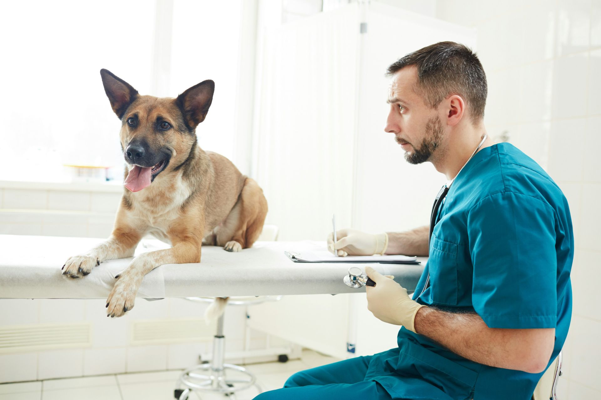 Pet Dental Care