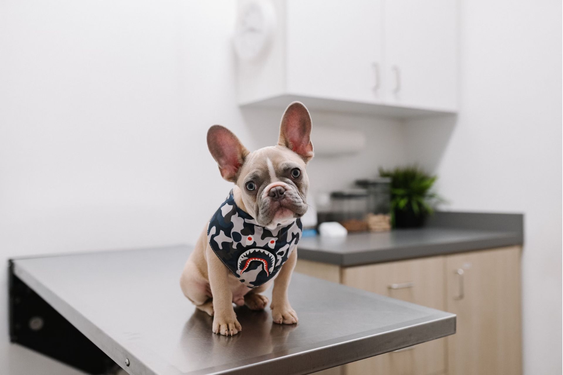 Dog holding a toothbrush