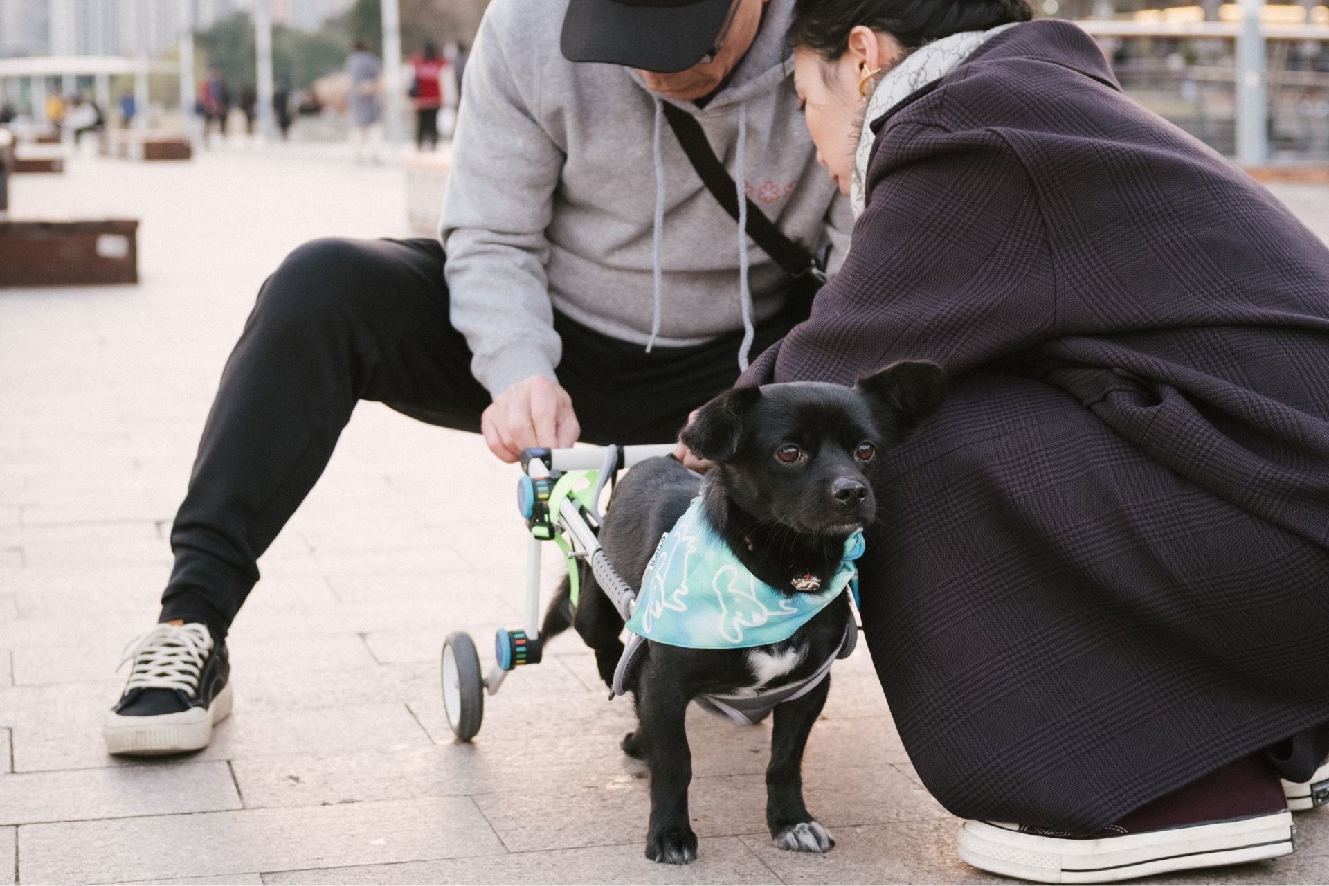 Pet Dental Care