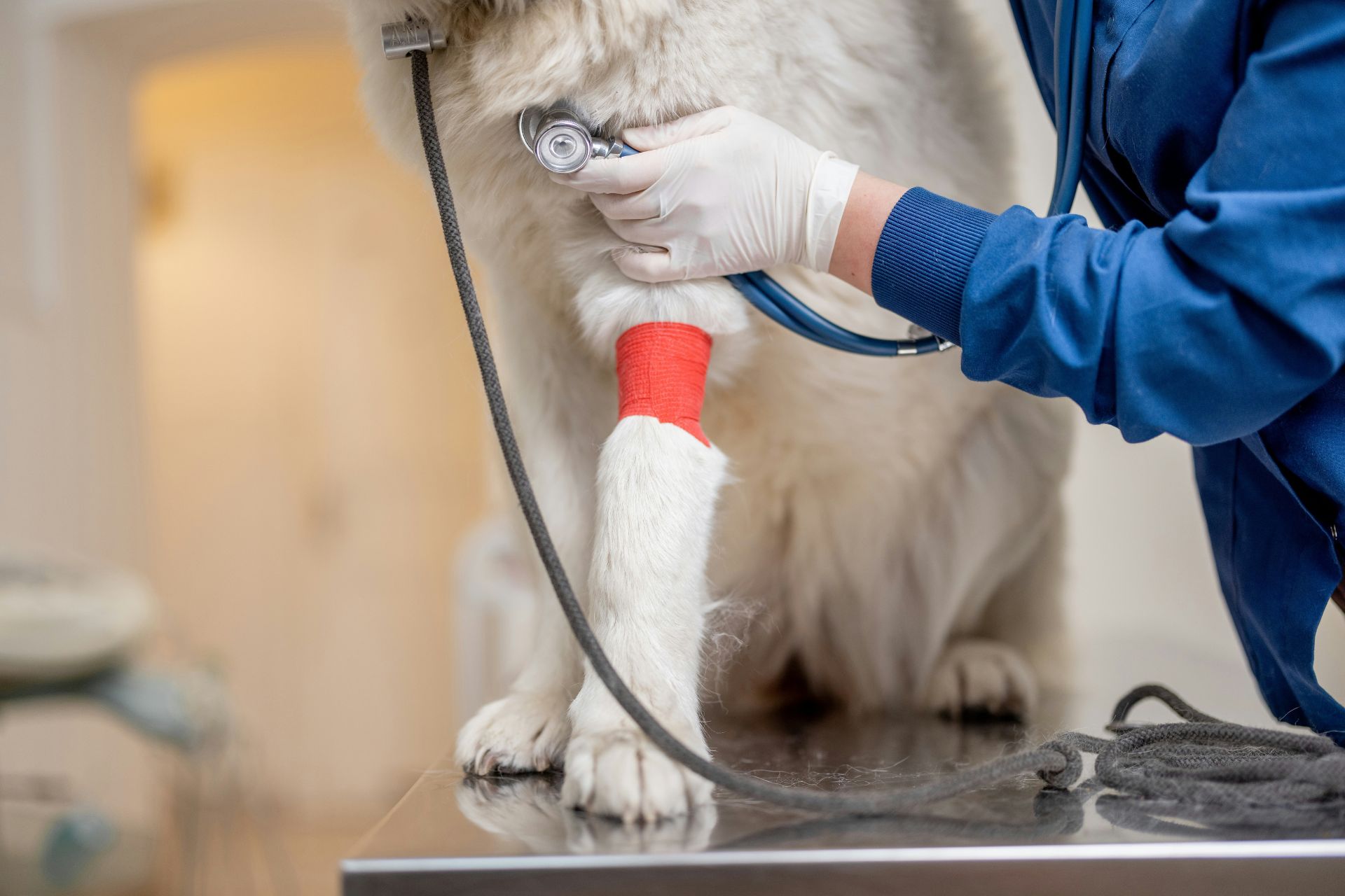 Dog holding a toothbrush